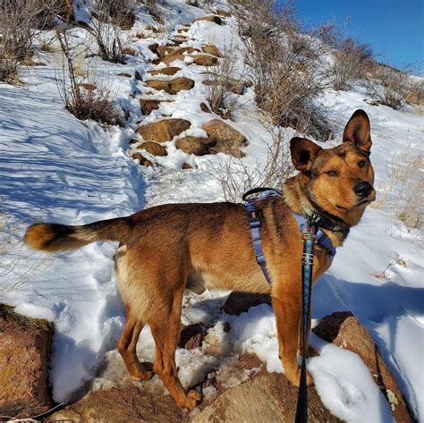 petsmart highlands ranch